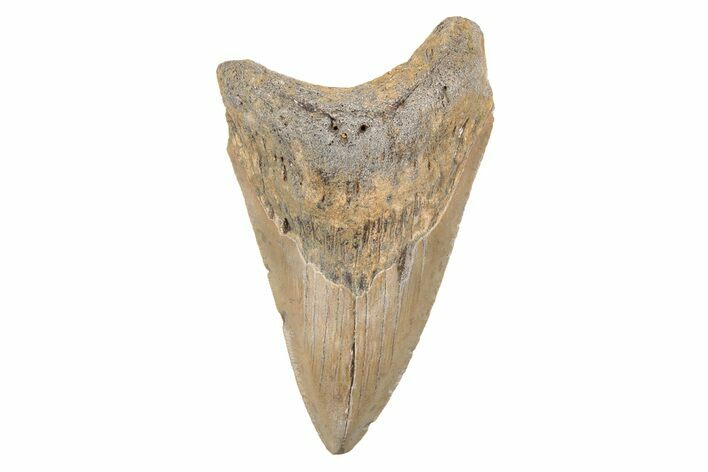 Serrated, Fossil Megalodon Tooth - North Carolina #202184